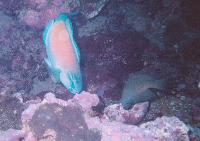 Ca se mange un poisson-perroquet ?